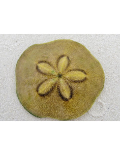 HUMILIS SAND STARFISH