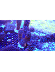 Stilopora milka (squeje mediano)