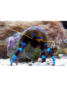 Hermitaño Calcinus Elegans