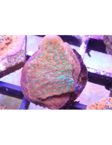 Montipora Incrustante premium