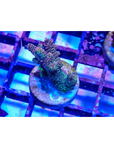 Acropora