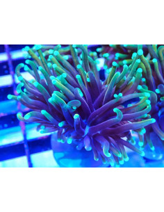 Euphillia Dragón Gren soul