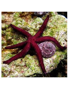 Echinaster luzonicus