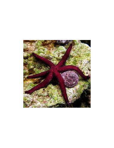 Echinaster luzonicus