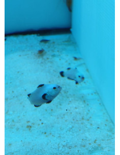 Pareja Amphiprion ocellaris (Snow Storm)