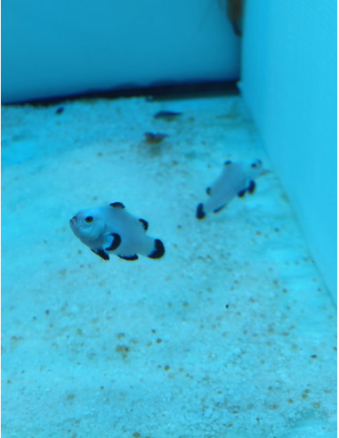 Amphiprion ocellaris (Snow Storm)