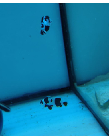 Pareja Amphiprion ocellaris (Black Storm)