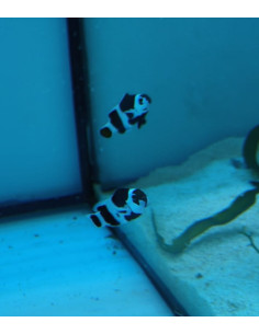 Pareja Amphiprion ocellaris (Black Storm)
