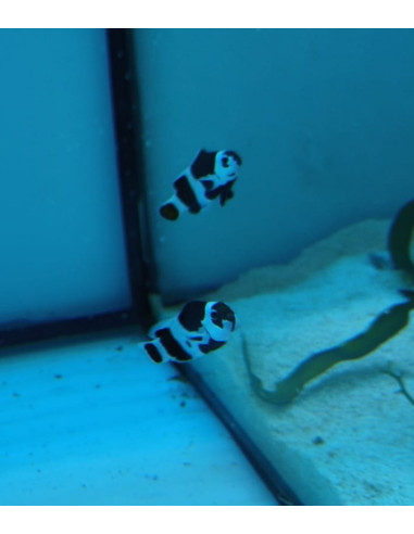 Pareja Amphiprion ocellaris (Black Storm)