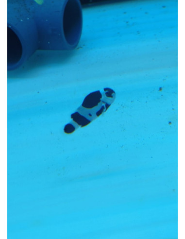 Pareja Amphiprion ocellaris (Black Storm)