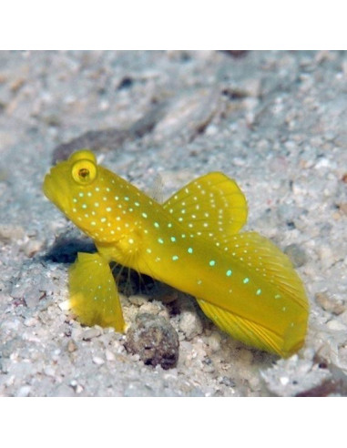 Cryptocentrus cinctus (cautividad)