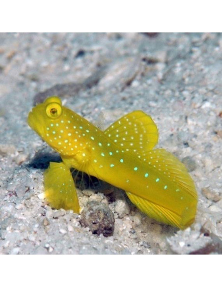 Cryptocentrus cinctus (cautividad)