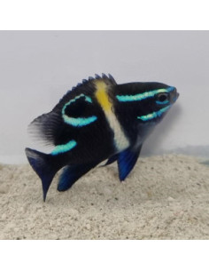 Neoglyphidodon oxyodon