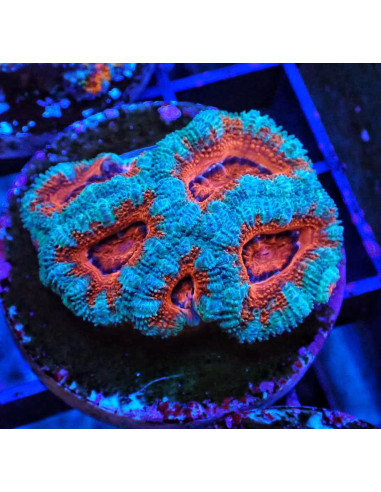 Acantastrea lordhowensis