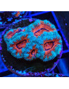 Acantastrea lordhowensis