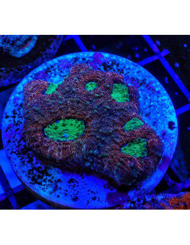 Acantastrea echinata