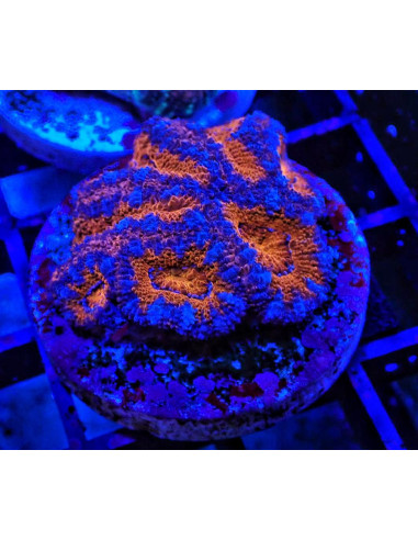 Acantastrea lordhowensis