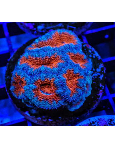 Acantastrea lordhowensis