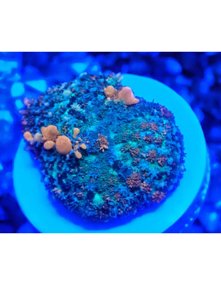 Rodactis Bounce sunrise