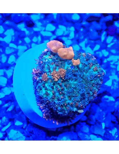 Rodactis Bounce sunrise