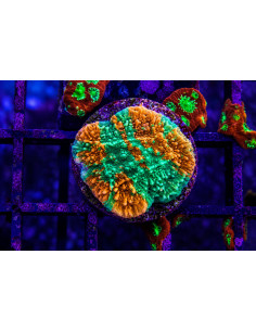 Montipora Grafted