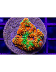 Acantastrea Echinata