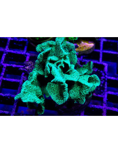Pavona Cactus