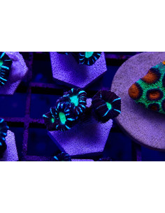 Caulastrea Cocacola