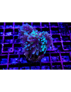 Duncanopsammia axifuga