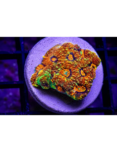 Acantastrea Echinata