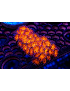 Leptastrea