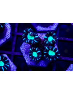 Caulastrea Cocacola