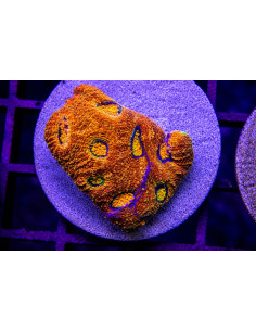 Acantastrea Echinata
