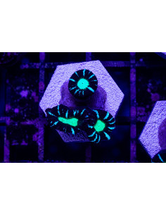Kaulastrea Cocacola