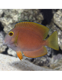 Ctenochaetus truncatus