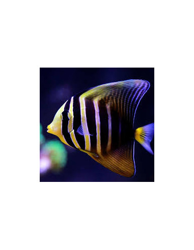 zebrasoma veliferum (L) Filipinas