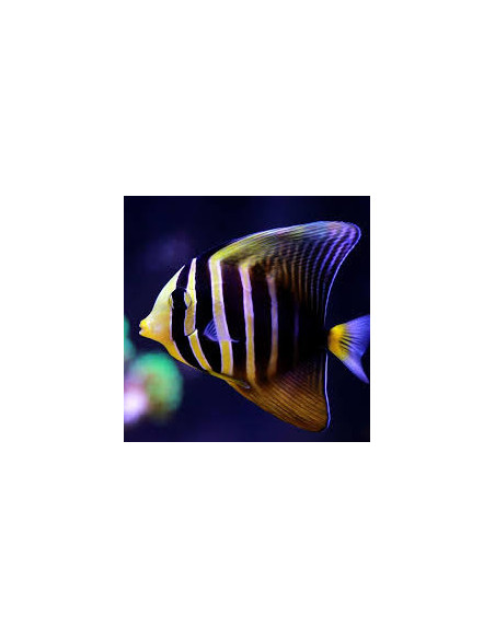 zebrasoma veliferum (L) Filipinas